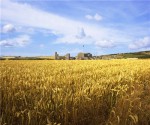 potash_wheatfield_plant