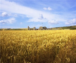 potash_wheatfield_plant