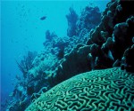 800px-Coral_Reef