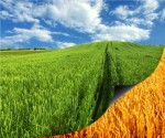 fertilizer_crop_field_green_brown