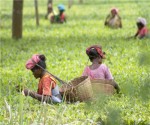 india_crop_fertilizer_potash_tea