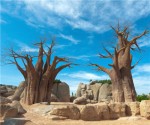 madagascar_baobab_tree