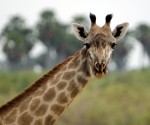 selous_game_reserves_tanzania copy