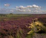 yorkshire_moors_heather