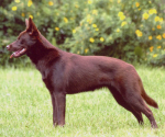 australia_kelpie_dog