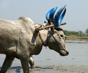 india_farmer_plow_potash