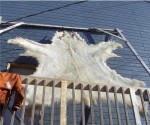 polar_bear_hide