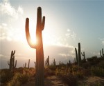 arizona