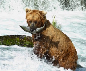 bear-salmon_alaska