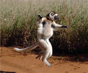 madagascar_lemur