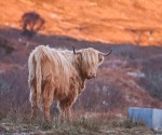scotland_cow