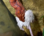 viper_snake_eat_trader_finance_takeover