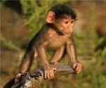 baboon_africa