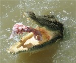 crocodile_finance_trader_takeover