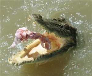 crocodile_finance_trader_takeover