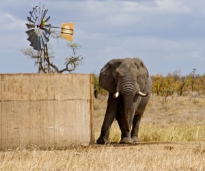elephant_water_south_africa