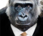 gorilla_800_pound_trader_finance_deal