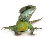 lizard