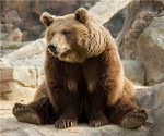 russia bear shutterstock