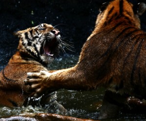 tigers_india_fighting_trader_finance