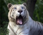 white_tiger