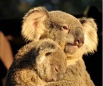 koalas400