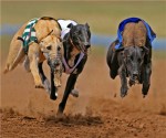 finance_trader_dogs_race