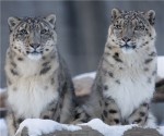 snow_leopards