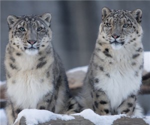 snow_leopards