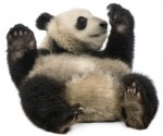 panda_china