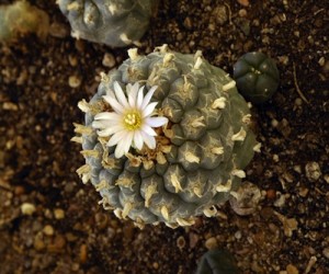 peyote plant