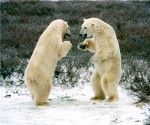 polar_bear_fight_finance_canada