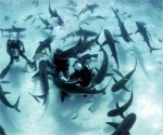 sharks circling