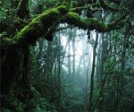 rainforest