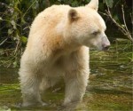 spirit bear wikipedia