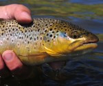 trout333