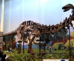 Sauropod333