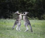 australia_finance_kangaroo_boxing