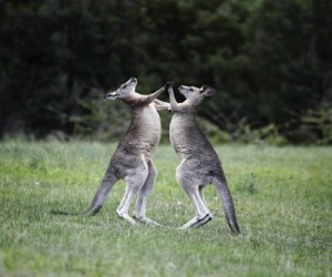 australia_finance_kangaroo_boxing