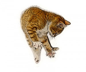 cat_gold
