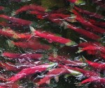 spawning fish_400