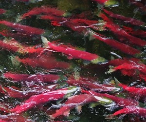 spawning fish_400
