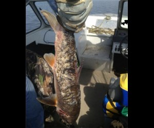 fish athabasca 333