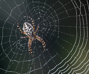 spider_web