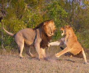 Wage talks in South Africa’s gold sector reach standstill: strike imminent