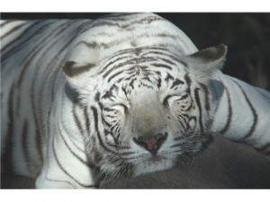 white_tiger_gold