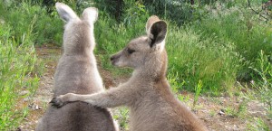 Rio Tinto adds Ivanhoe Australia to its blowout sale