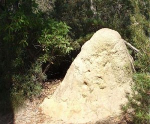 Australian termite mound