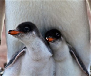 Renewable energy to outpace gas