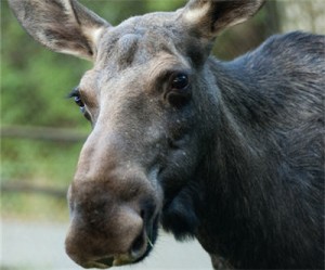 Shell-oil-sands-move-forward